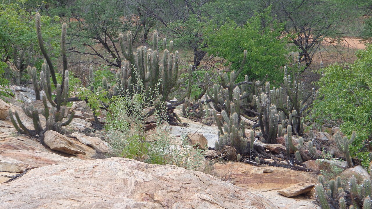 Caatinga Xiquexique no Rio Grande do Norte